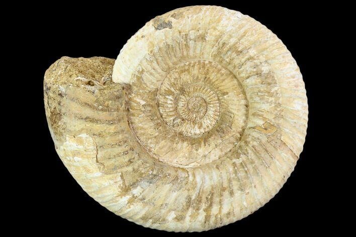 Perisphinctes Ammonite - Jurassic #108714